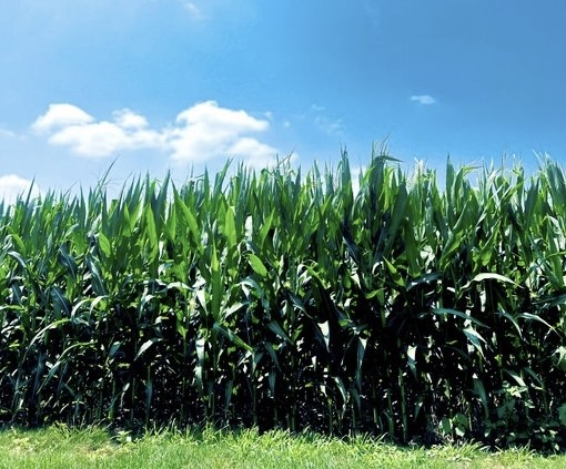 ‘Corn Sweat’ helps to fuel high humidity in central United States